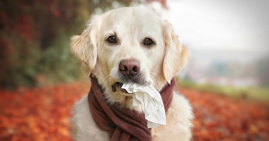 Hund Niest Oft Hintereinander Was Tun Ihr Hund niest oft oder ständig? Das steckt dahinter